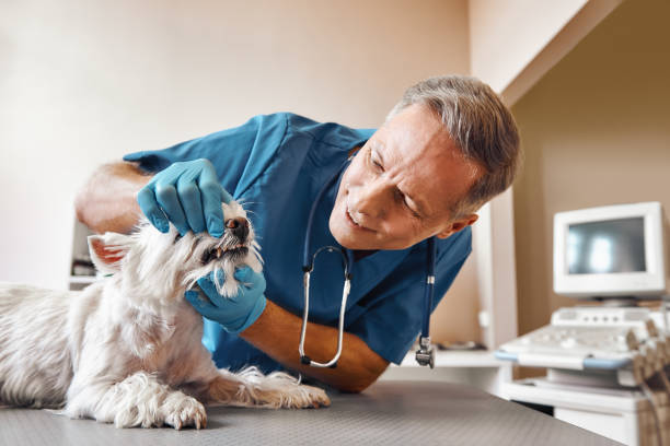 Best Emergency Care for Gum Disease in Quakertown, PA